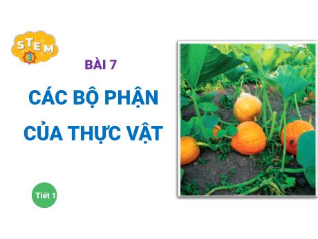 Bài giảng Stem Tự nhiên & Xã hội 3 - Bài 7: Các bộ phận của thực vật - Trường Tiểu học Đoàn Lập